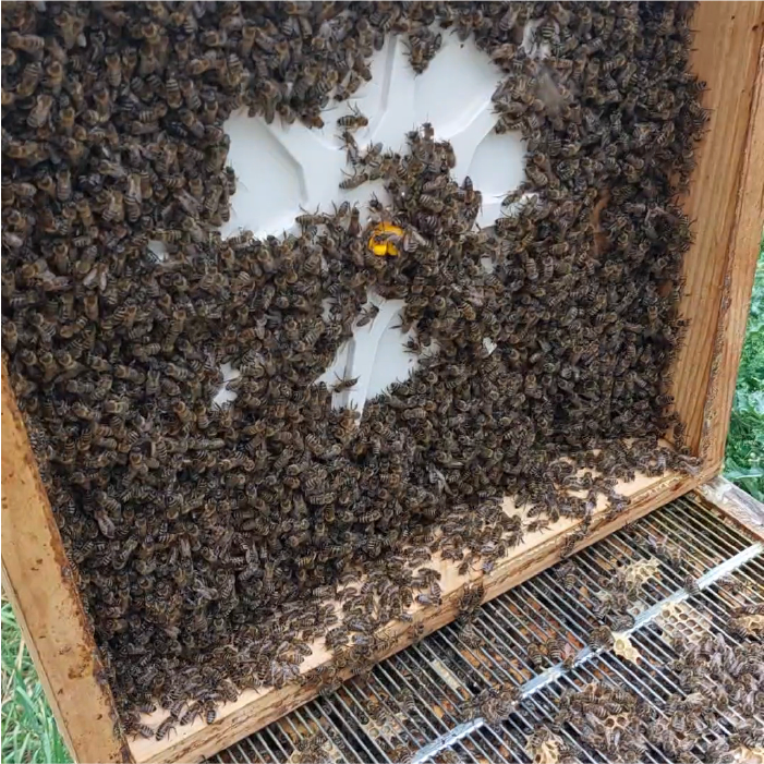 3 - Couvre cadres Joker Dadant 10 e 12